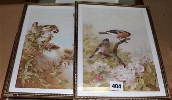 Archibald Thornburn, coloured print, Falcon, signed, and two ornithological prints (3) and a plate ex. book